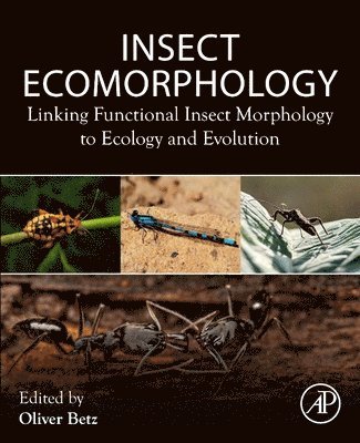 Insect Ecomorphology 1