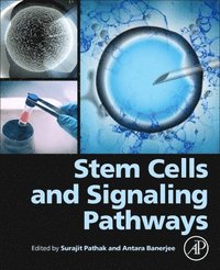 bokomslag Stem Cells and Signaling Pathways