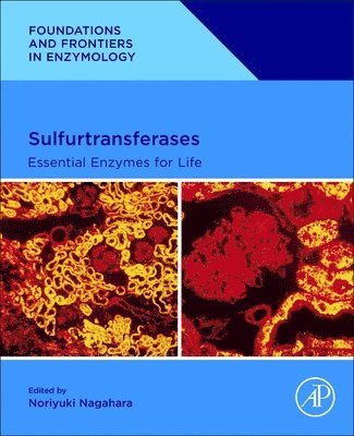 bokomslag Sulfurtransferases