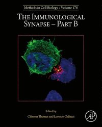 bokomslag Immunological Synapse - Part B