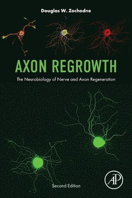 Axon Regrowth 1