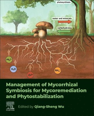 bokomslag Management of Mycorrhizal Symbiosis for Mycoremediation and Phytostabilization