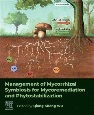 Management of Mycorrhizal Symbiosis for Mycoremediation and Phytostabilization 1