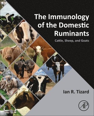 bokomslag The Immunology of the Domestic Ruminants: Cattle, Sheep, and Goats