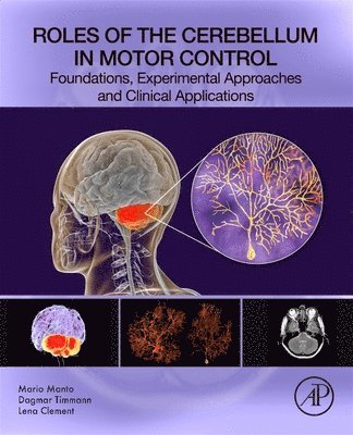 Mario Manto, Dagmar Timmann, Lena Clement - Roles of the Cerebellum in Motor Control, Häftad