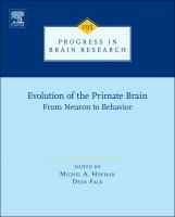 Evolution of the Primate Brain 1