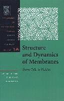 Structure and Dynamics of Membranes