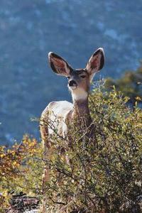 bokomslag Kids Deer Journal
