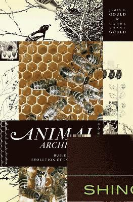 Animal Architects 1