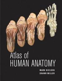 bokomslag Atlas of Human Anatomy