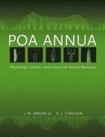 Poa Annua 1