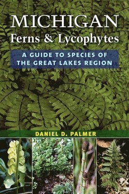 Michigan Ferns and Lycophytes 1