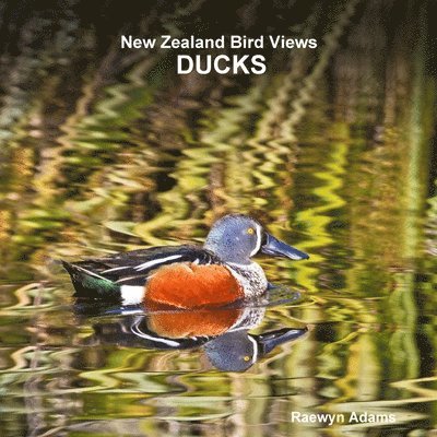 New Zealand bird views 1