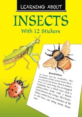 Learning About Insects 1