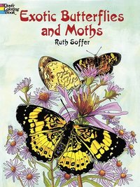bokomslag Exotic Butterflies and Moths Cb