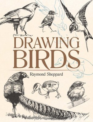 Drawing Birds 1