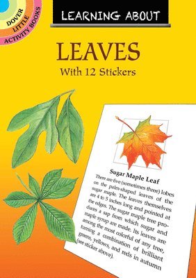 Learning About Leaves 1