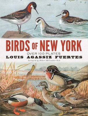 bokomslag Birds of New York