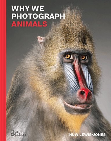 Huw Lewis-Jones - Why We Photograph Animals, Inbunden