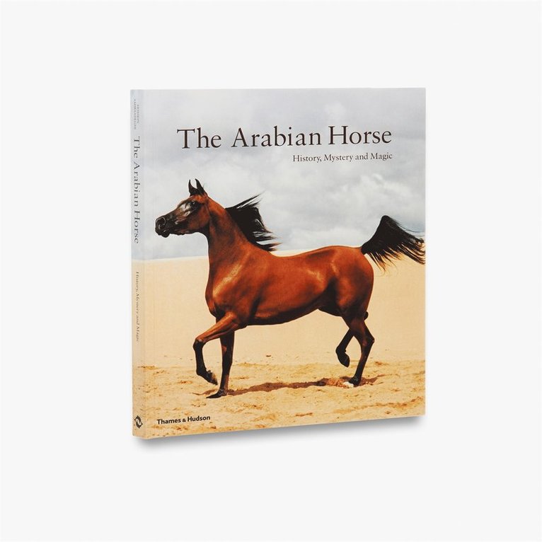 Arabian Horse 1