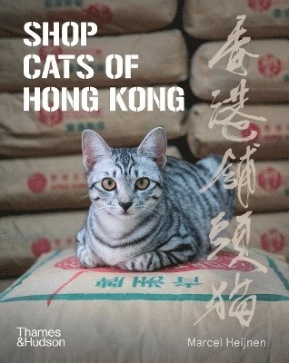 Shop Cats of Hong Kong 1