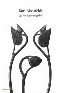 bokomslag Karl Blossfeldt: Masterworks