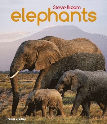 Elephants 1