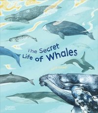 bokomslag The Secret Life of Whales