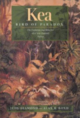 Kea, Bird of Paradox 1