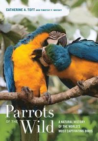 bokomslag Parrots of the Wild