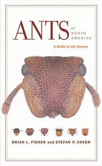 bokomslag Ants of North America