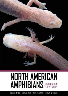 David M. Green, Linda A. Weir, Gary S. Casper, Michael Lannoo - North American Amphibians, Inbunden