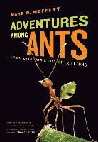 bokomslag Adventures among Ants