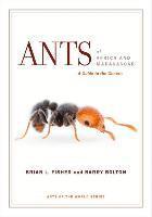 bokomslag Ants of Africa and Madagascar