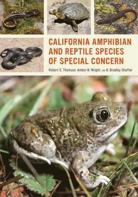 bokomslag California Amphibian and Reptile Species of Special Concern