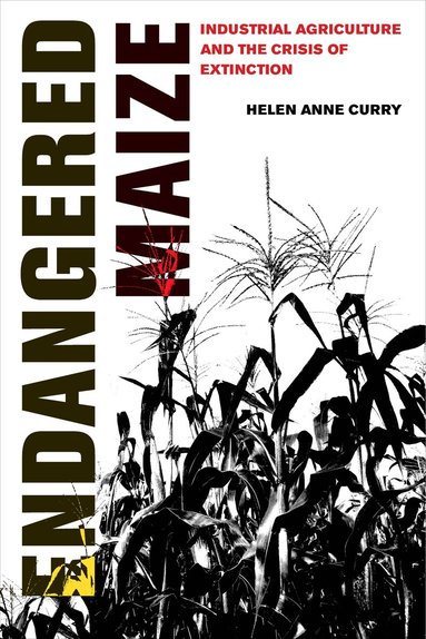 Helen Anne Curry - Endangered Maize, Häftad