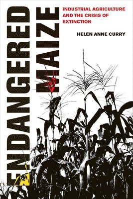 Helen Anne Curry - Endangered Maize, Häftad