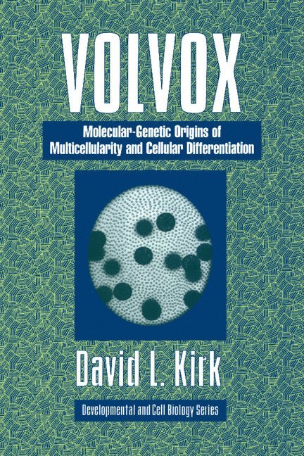 Volvox 1