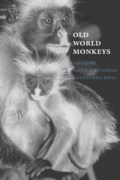 bokomslag Old World Monkeys