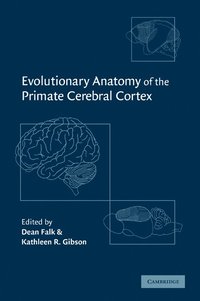 bokomslag Evolutionary Anatomy of the Primate Cerebral Cortex