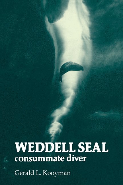Weddell Seal 1