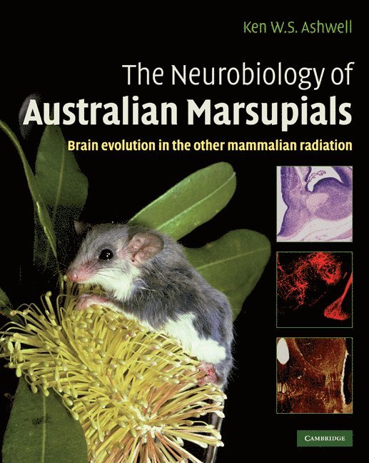 Ken Ashwell, Sydney) Ashwell, Ken (University of New South Wales - Neurobiology of Australian Marsupials, Inbunden