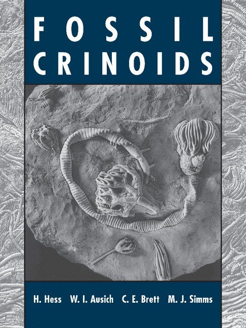 Fossil Crinoids 1