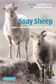 bokomslag Soay Sheep