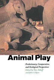 Animal Play 1