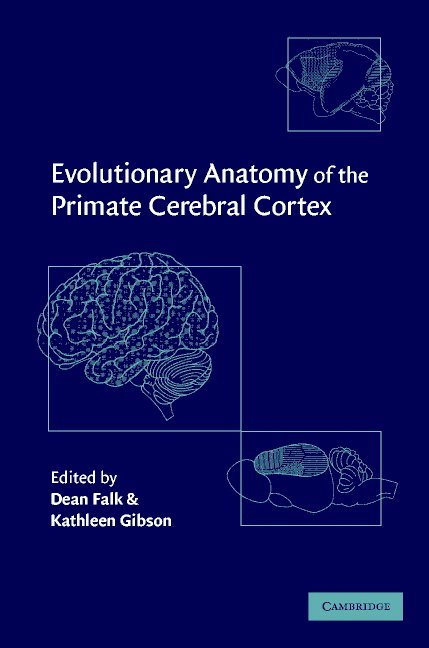 Evolutionary Anatomy of the Primate Cerebral Cortex 1