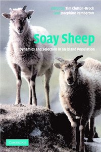 bokomslag Soay Sheep