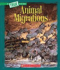 Animal Migrations 1