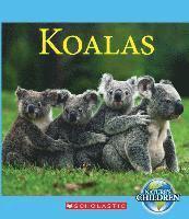 bokomslag Koalas