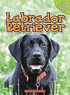 Labrador Retriever 1